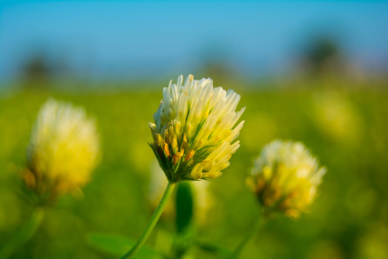 Registration + Payment